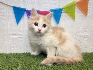 ④ノルウェージャンフォレストキャット￥317,900(税込)→2/2まで￥284,900(税込)