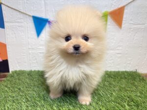 ⑤ポメラニアン￥295,900(税込)→2/2まで￥262,900(税込)