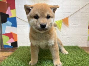 ⑥柴犬￥207,900(税込)→2/2まで￥174,900(税込)