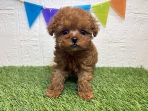 ⑦トイプードル￥427,900(税込)→2/2まで￥394,900(税込)