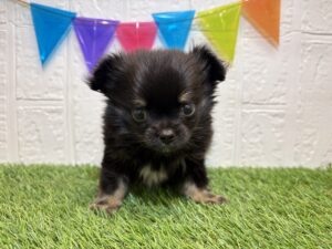 ⑧Mix（父ポメラニアン×母チワワ（ロング））￥273,900(税込)→2/2まで￥240,900(税込)