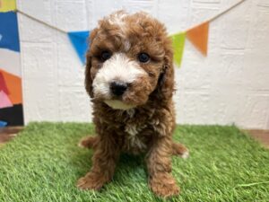 トイプードル￥174,900(税込)→2/2まで￥141,900(税込)