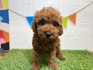 トイプードル￥218,900(税込)→2/2まで￥185,900(税込)