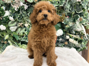 トイプードル¥152,900(税込)→1/14まで¥108,900(税込)