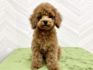 ⑥トイプードル￥218,900(税込)→¥185,900(税込)