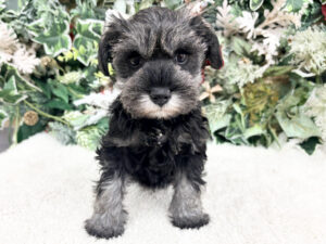 ②Mix(父チワワ(ロング)×母ミニチュアダックスフンド(ロング)alt=