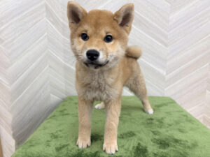 ⑪柴犬￥218,900(税込)→3/13～3/23まで￥185,900(税込)