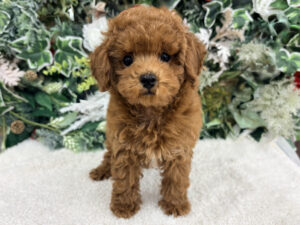 ②Mix(父チワワ(ロング)×母ミニチュアダックスフンド(ロング)alt=