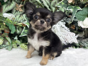 ⑥チワワ(ロング)￥284,900(税込)