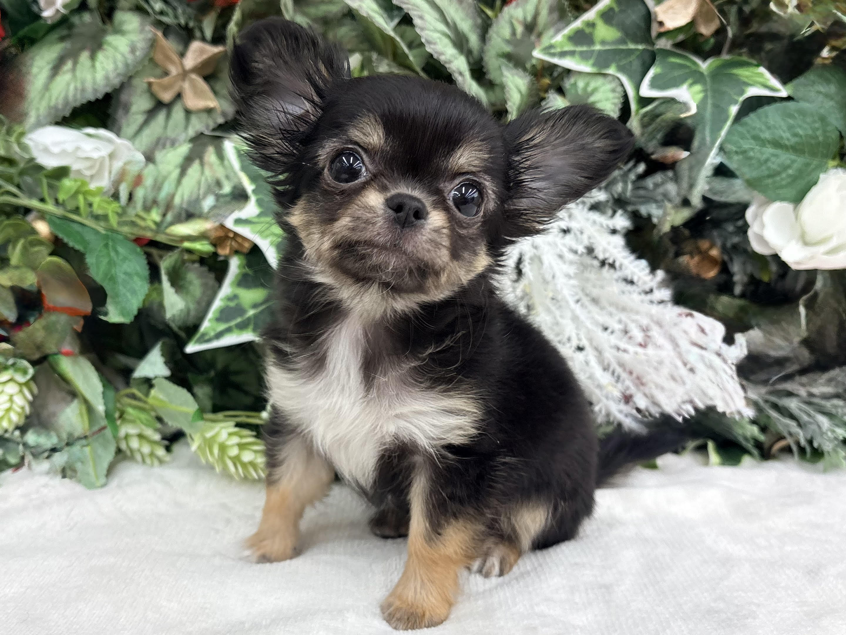 ⑥チワワ(ロング)