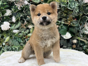 ⑪柴犬￥240,900(税込)