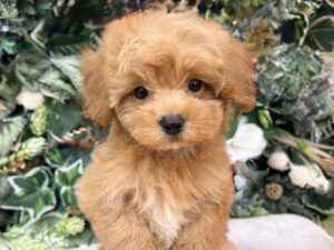 ②Mix(父チワワ(ロング)×母ミニチュアダックスフンド(ロング)alt=