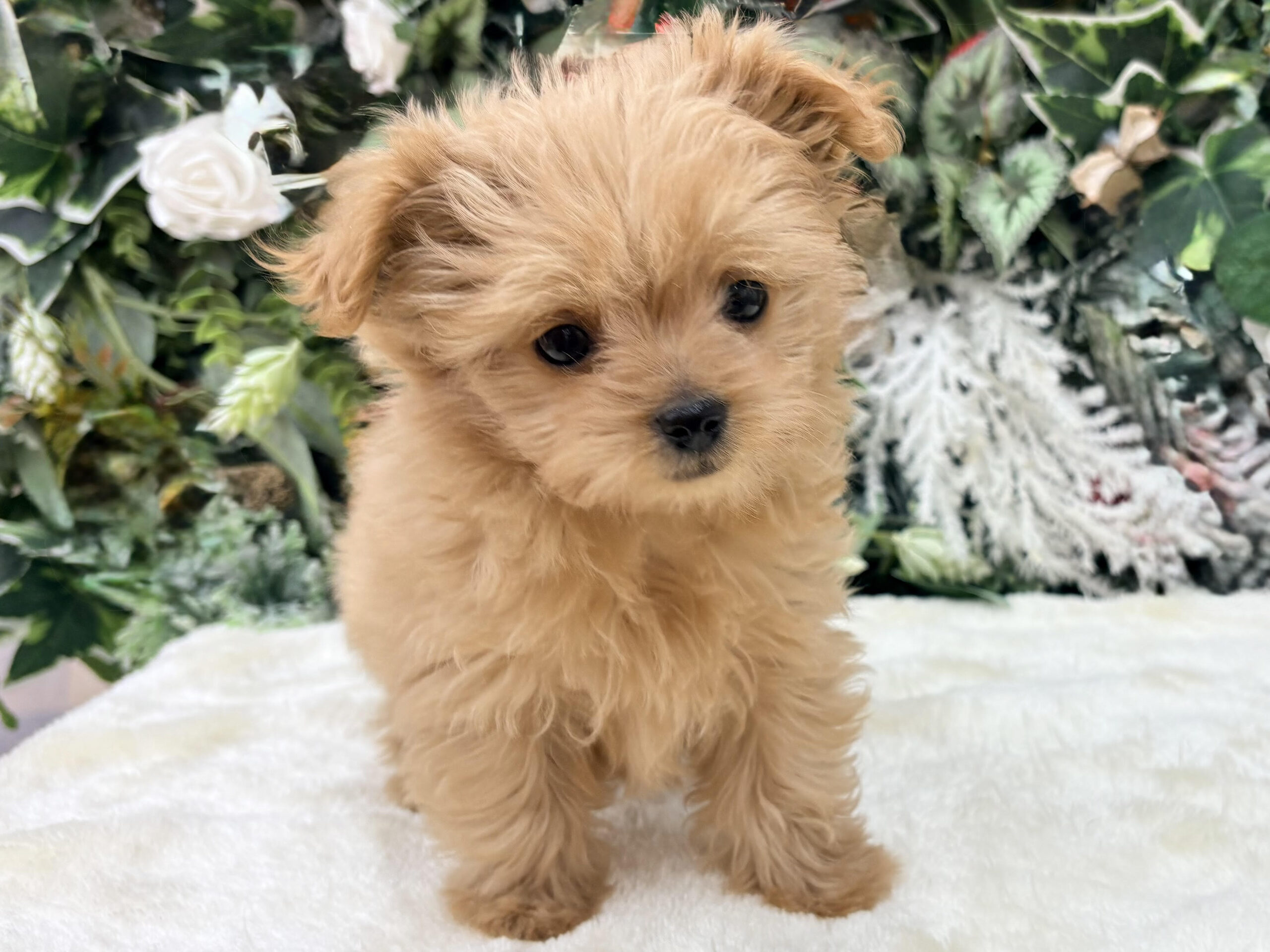 ⑥Mix(父トイプードル×母チワワ（ロング）)