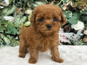 トイプードルalt=