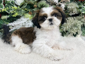 ②Mix(父チワワ(ロング)×母ミニチュアダックスフンド(ロング)alt=