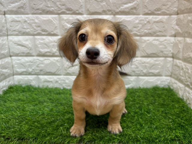 Mix(父ミニチュアダックスフンド×母チワワ(ロング)