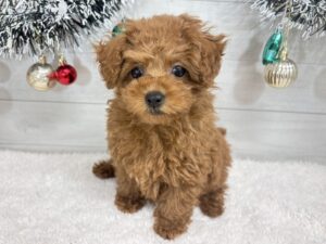 ⑦トイプードル￥427,900(税込)→￥394,900(税込)