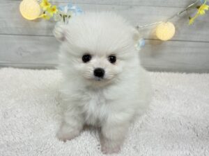 ②ポメラニアン￥317,900(税込)→1/12まで￥284,900(税込)