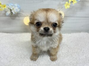 ⑤チワワ(ロング)￥207,900(税込)