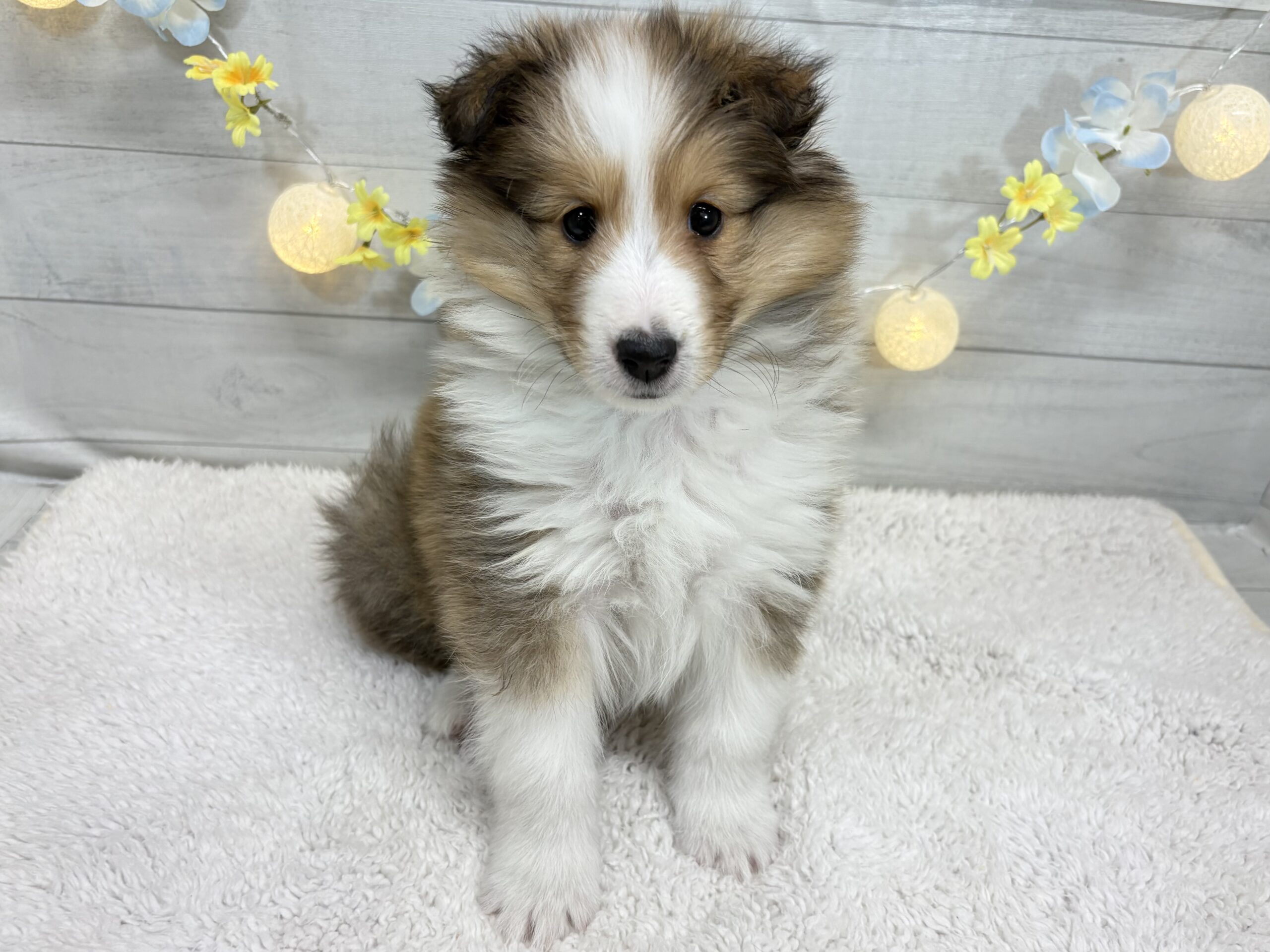 ⑥シェットランドシープドック