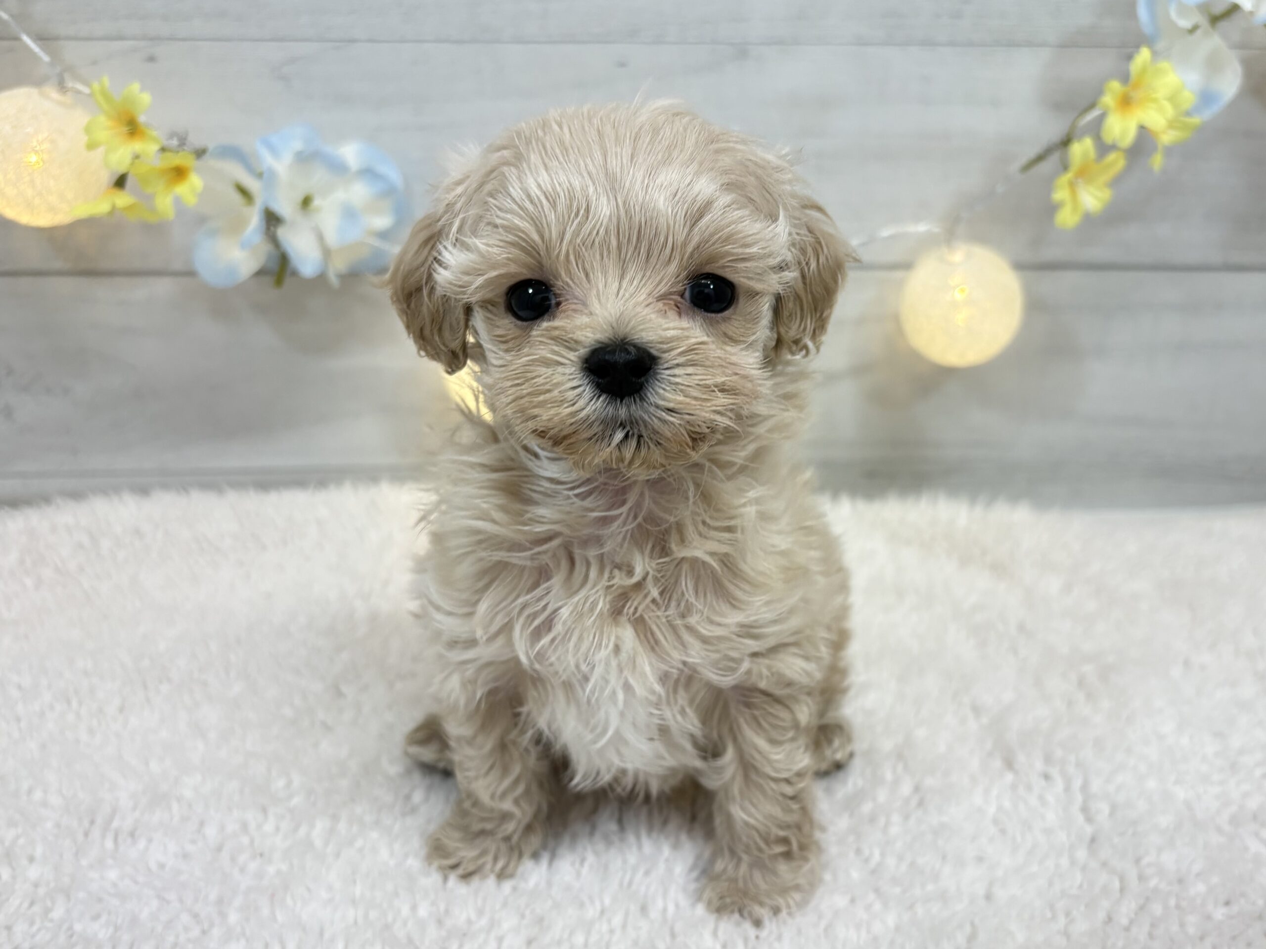 ⑦Mix(父マルチーズ×母トイプードル)