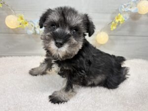 トイプードルalt=