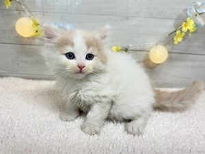 トイプードルalt=