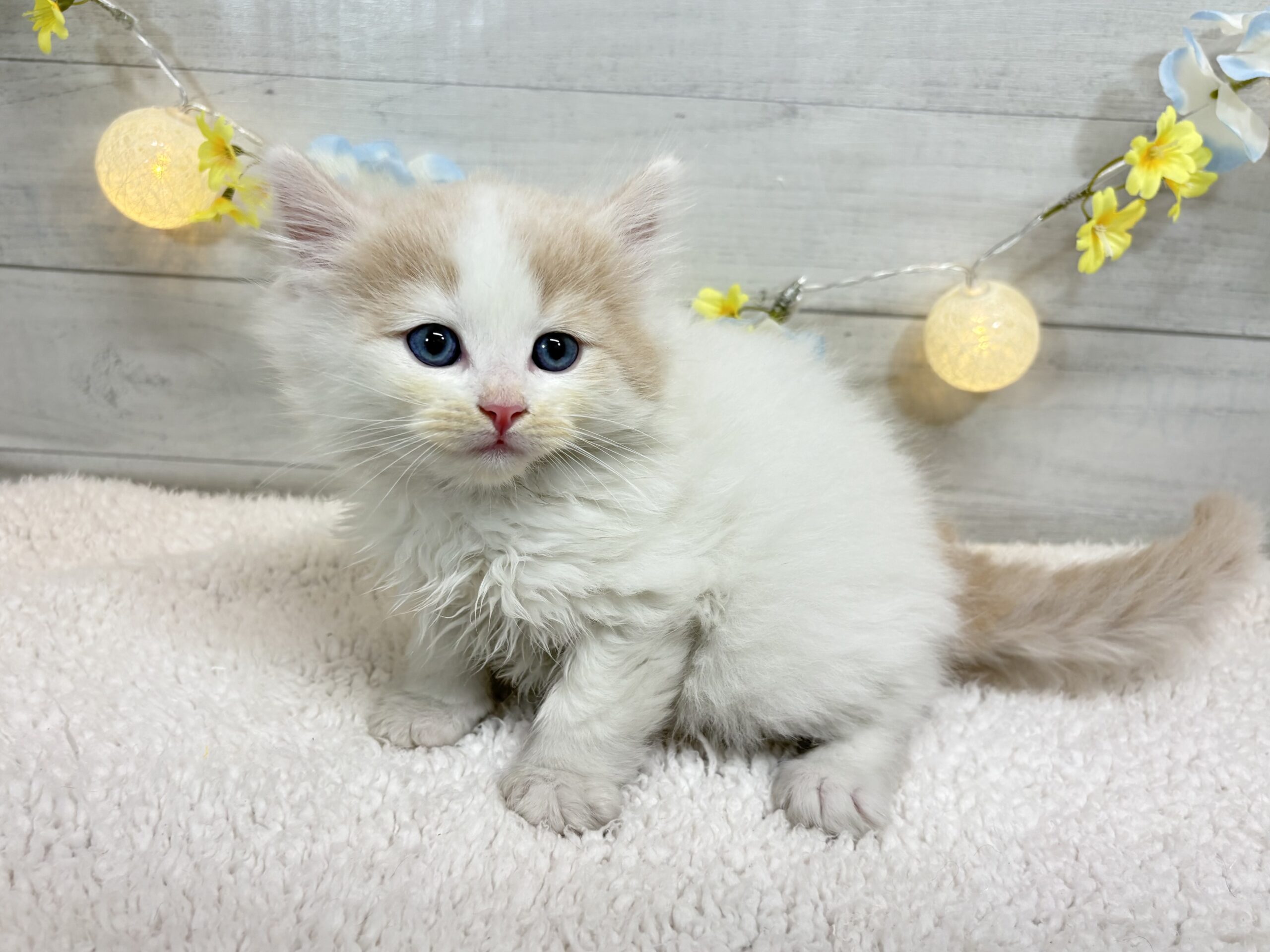 ⑪サイベリアン