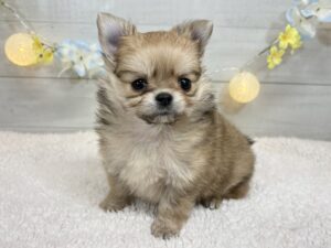 トイプードルalt=