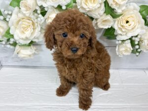 トイプードル￥207,900(税込)