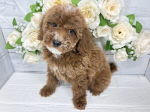 トイプードル￥152,900(税込)