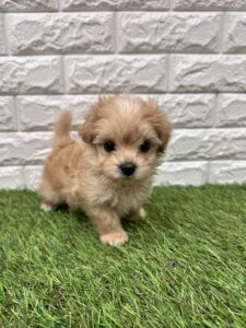 トイプードルalt=