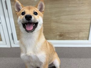 柴犬￥119,900(税込)