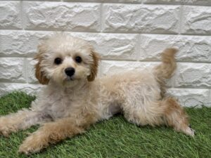 トイプードル￥174,900(税込)