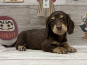 ⑩ラブラドールレトリバーalt=