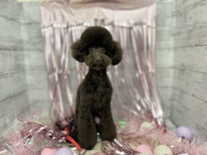 ③トイプードル　￥250,800(税込)→￥118,800(税込)