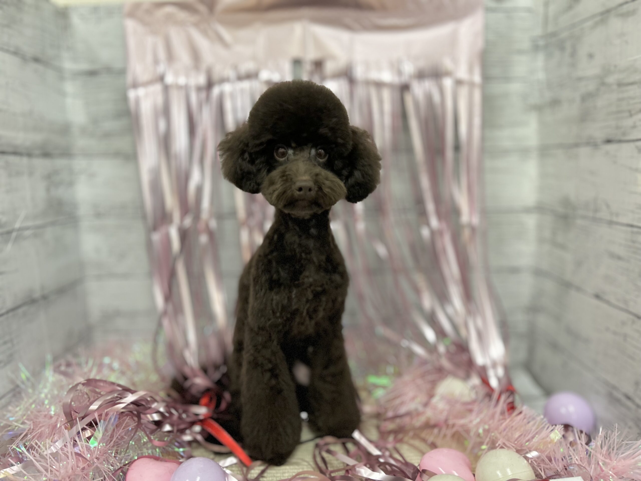 ③トイプードル