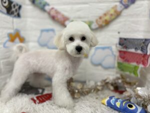 ⑤Mix(トイプードル×マルチーズ)　￥272,800(税込)→4/12まで￥107,800(税込)