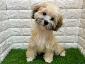 Mix(父ポメラニアン×母トイプードル) ￥108,900(税込)→3/23まで￥86,900(税込)