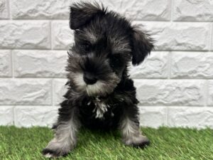 ミニチュアシュナウザー￥284,900(税込)