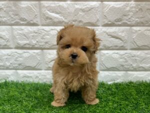 Mix（父トイプードル×母マルチーズ）￥284,900(税込)