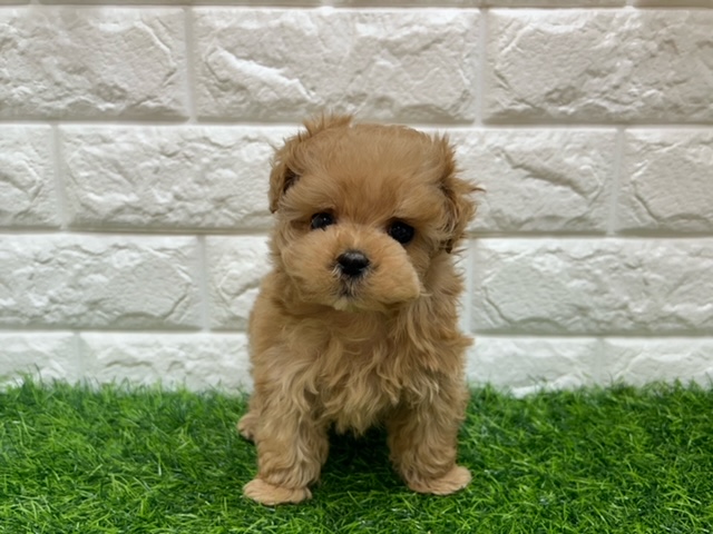 Mix（父トイプードル×母マルチーズ）