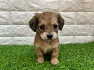 Mix(父ミニチュアダックスフンド×母チワワ(ロング)￥185,900(税込)