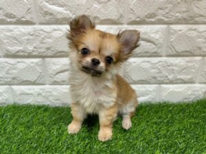 チワワ(ロング)￥207,900(税込)