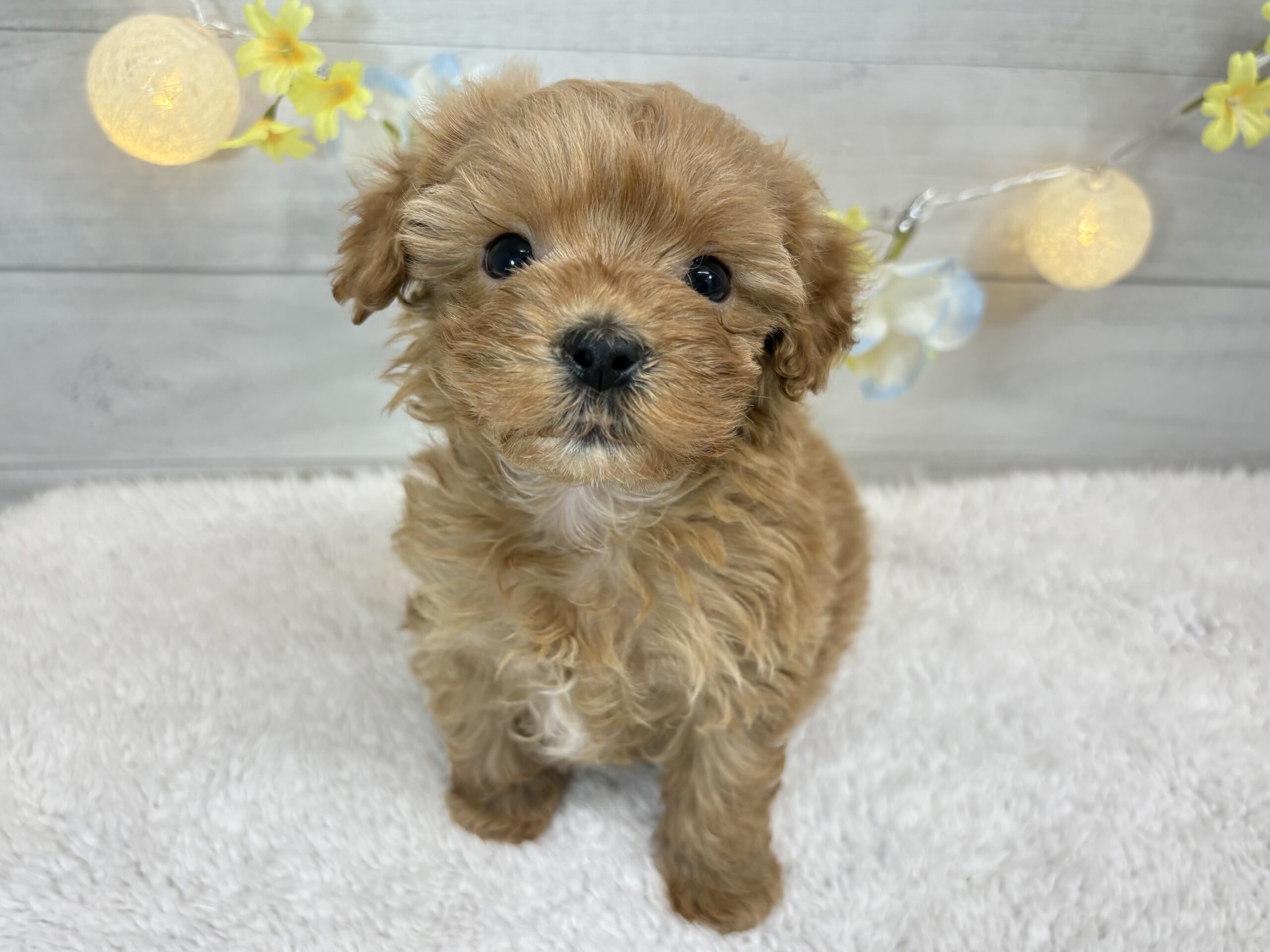 ⑩Mix(父マルチーズ×母トイプードル)