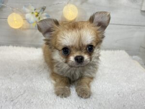 ⑤チワワ(ロング)￥207,900(税込)→1/12まで￥174,900(税込)