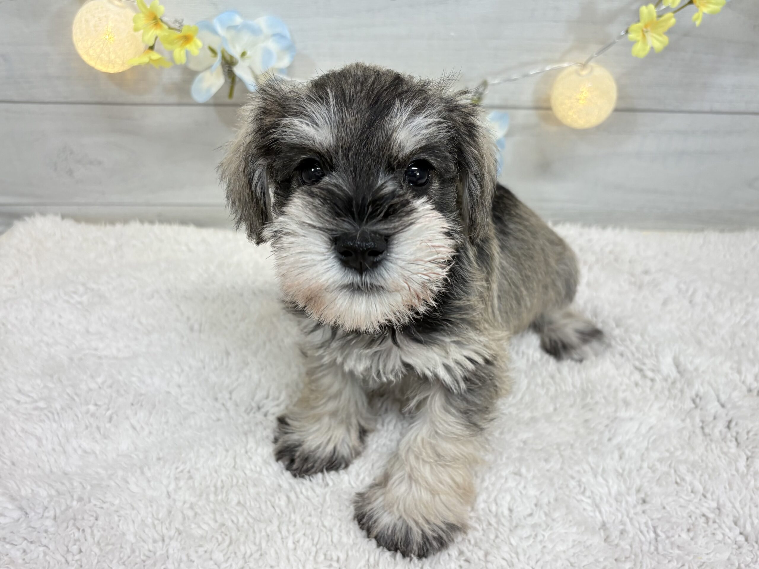 ①ミニチュアシュナウザー