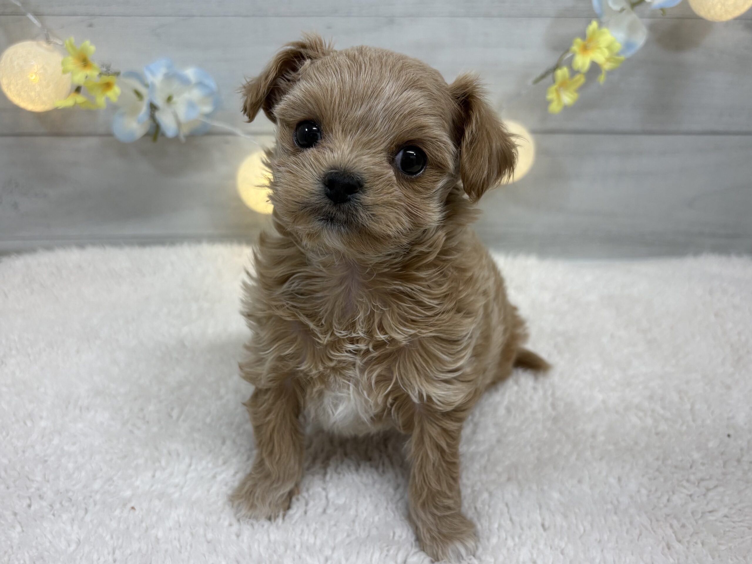 ⑧Mix(父チワワ×母トイプードル)