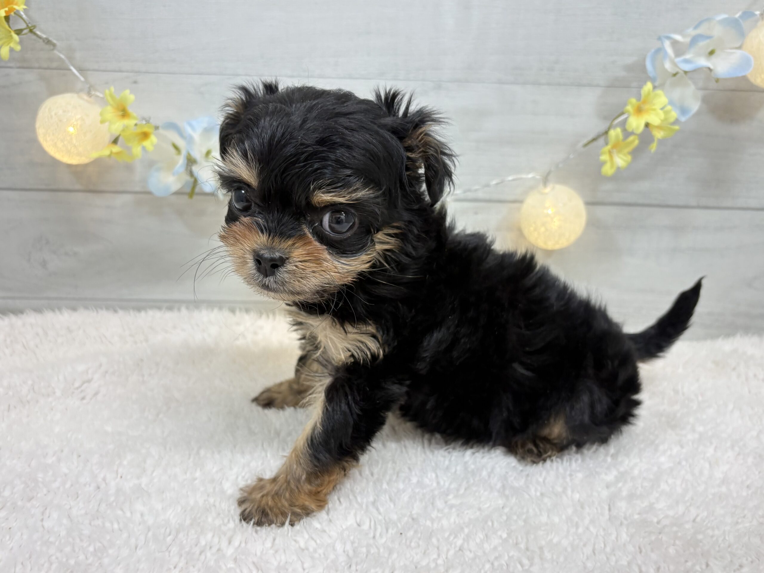 ⑨Mix(父チワワ（ロング）×母トイプードル)