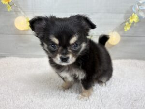 トイプードルalt=